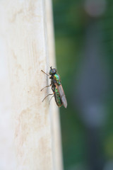 piccola mosca dai riflessi verdi