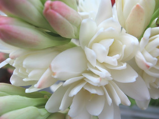 white tuberose