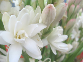 white tuberose
