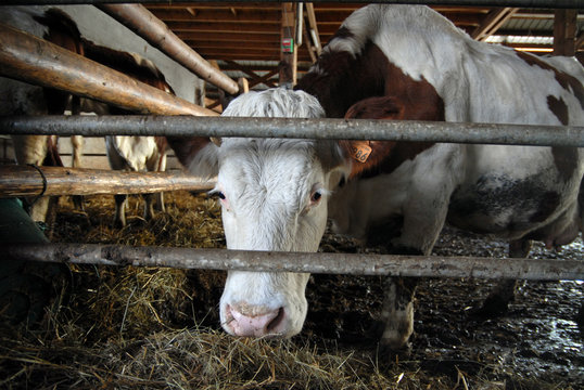 vache