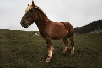 Obraz premium wild horse