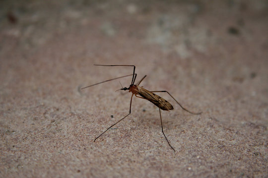 zanzara in cerca di sangue