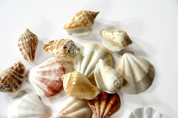 seashell