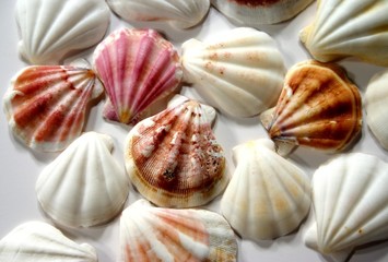 seashell