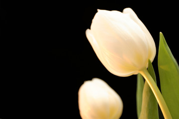 white tulips over black