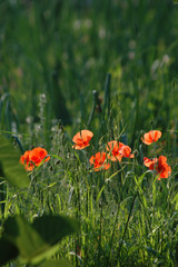 poppy flowers in field