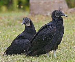 two bback vultures