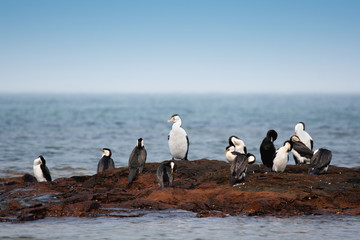 cormorants on beach rocks