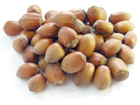 tasty fruits of hazel-tree