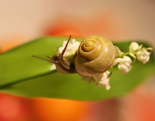 orange snail