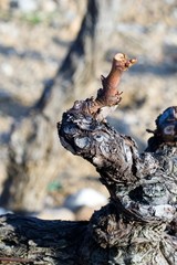 Taillage du sarment de vigne.