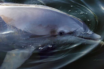 Photo sur Plexiglas Dauphin dolphin bubbles 01