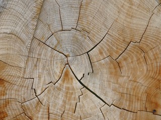 Naklejka premium annual ring