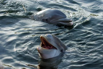 Photo sur Plexiglas Dauphin dauphins 002