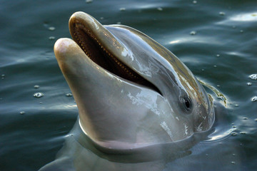 dolphin lagoon 02 © Sportlibrary