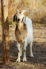 Obraz premium boer goat