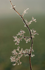 frosty plant - winter motive