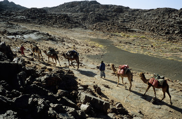 caravane de chameliers dans le sahara
