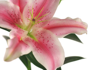 pink lilly tall isolated with copy space
