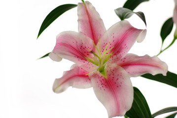pink  lilly tall isolated with copy space