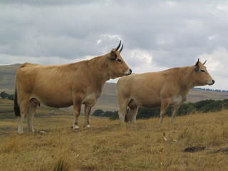 vaches aubrac