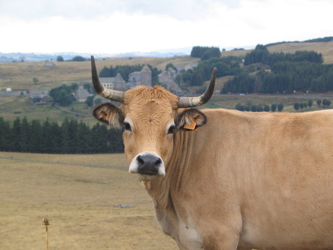 vache aubrac