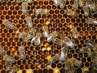 bees honeycomb