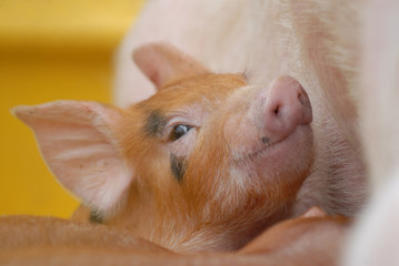 cheerful piglet.