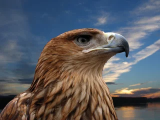 Papier Peint photo autocollant Aigle eagle