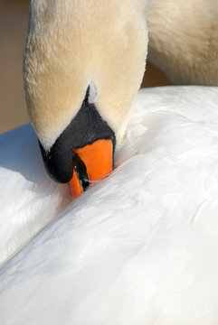 cigne