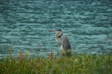 airone azzurro sulla riva