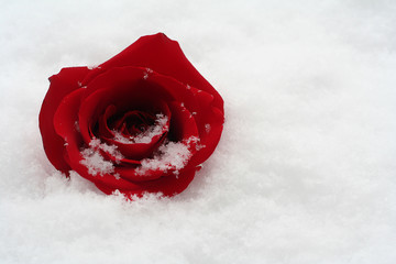 winter beauty