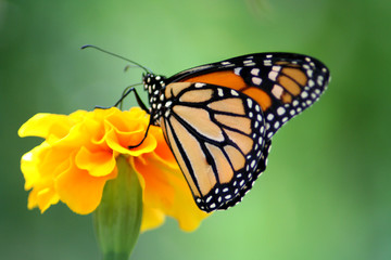 Obraz na płótnie Canvas motyl monarcha