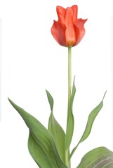 tulip