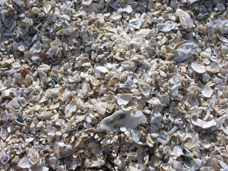 sea shell background