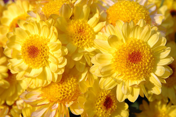 close up of yellow chrysanthemums