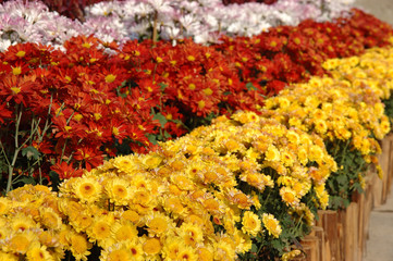 rows of chrysanthemums