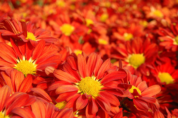 close up of red chrysanthemums