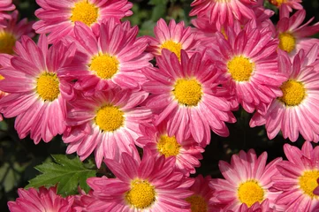 Fotobehang Madeliefjes pink chrysanthemums