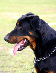 profil de beauceronne