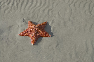 Fototapeta na wymiar starfish 3