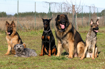 chiens sociables