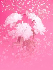 flowers in rosy mist