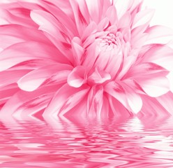 rosy flower and water