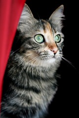 gato mirando