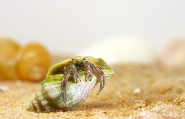 hermit crab
