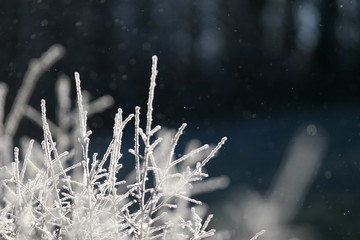 givre14