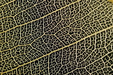 skeleton of a leaf