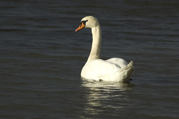 swan in the sun
