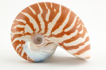 nautile